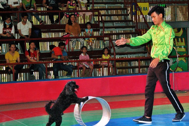 Hết thời đẩy thú hoang lên sàn diễn - ảnh 2