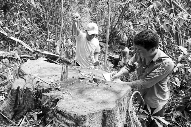 Hàng ngàn hecta rừng 'bốc hơi': Lửng lơ trách nhiệm - ảnh 1