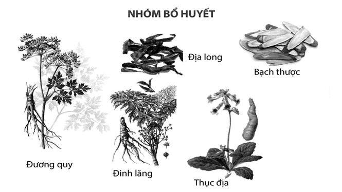 Điều trị thiếu máu não phải vừa hoạt huyết, vừa bổ khí huyết - ảnh 1