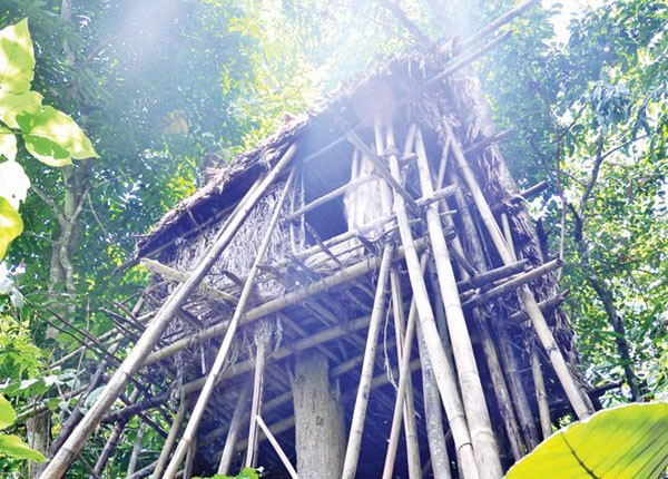 Người rừng hát - ảnh 1