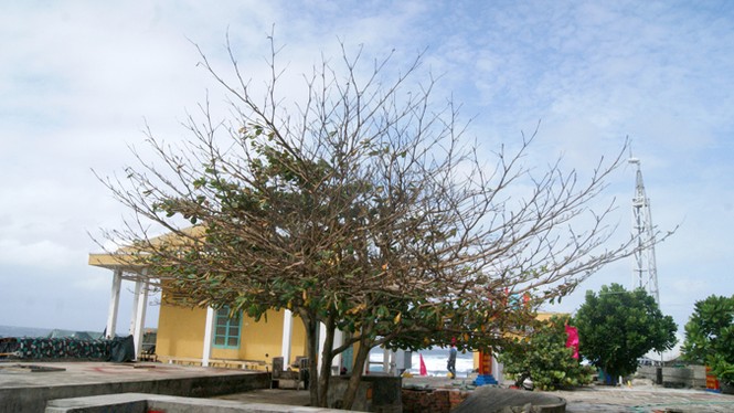 “Xanh” giữa trùng khơi - ảnh 2