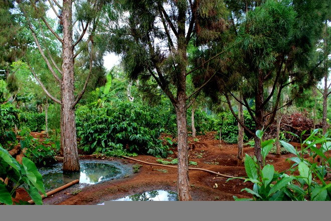 Chữa “vô sinh” cho cây quý thủy tùng - ảnh 2