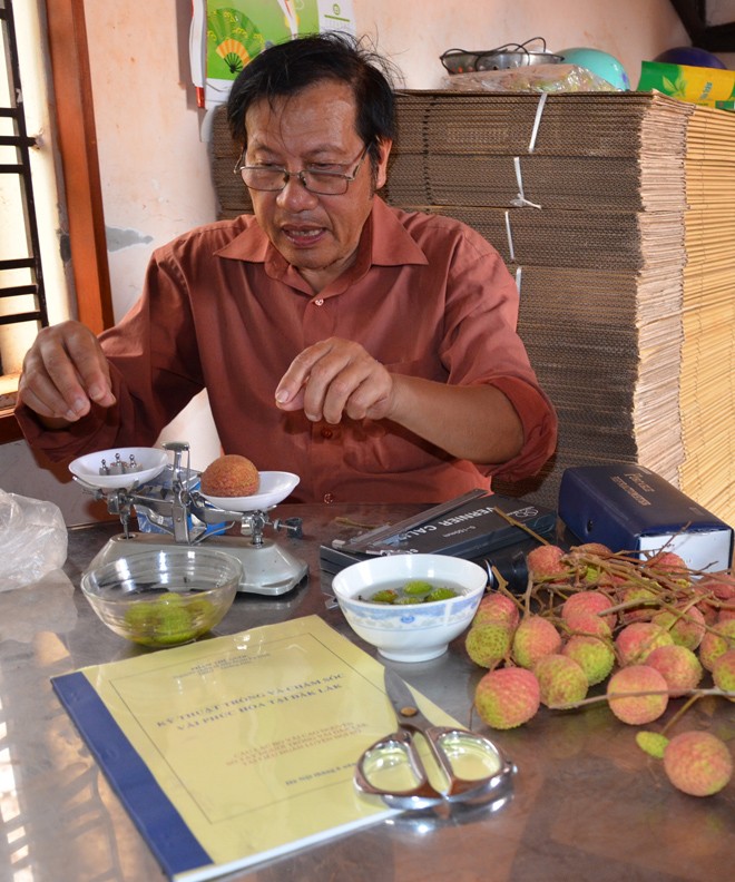 Mật ngọt vải thiều trên đất Tây Nguyên - ảnh 1