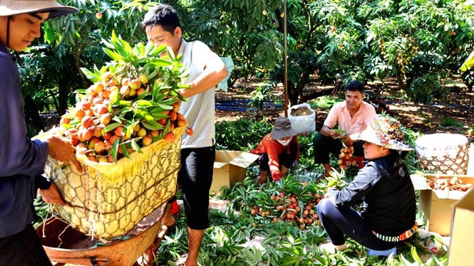 Mật ngọt vải thiều trên đất Tây Nguyên - ảnh 2
