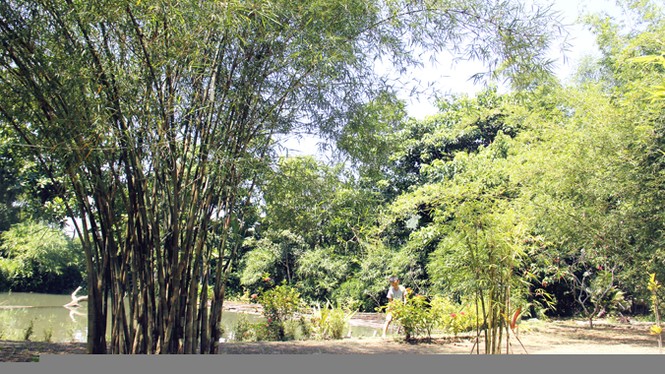 Bảo tàng tre trên núi - ảnh 3