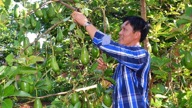 Vua Bơ lấn sân ca nhạc - ảnh 1