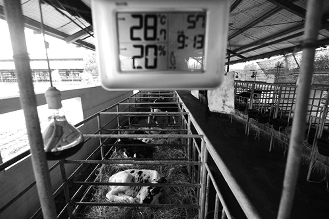 28 chuyến bay đặc biệt của Vinamilk - ảnh 1
