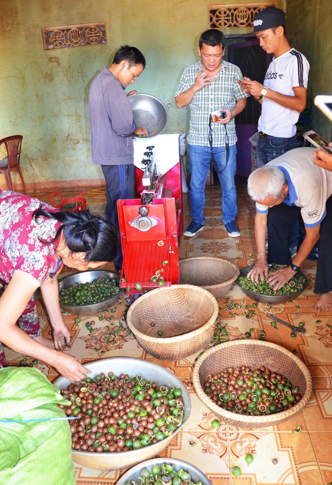 Khóc cười mùa mắc ca chín - ảnh 3