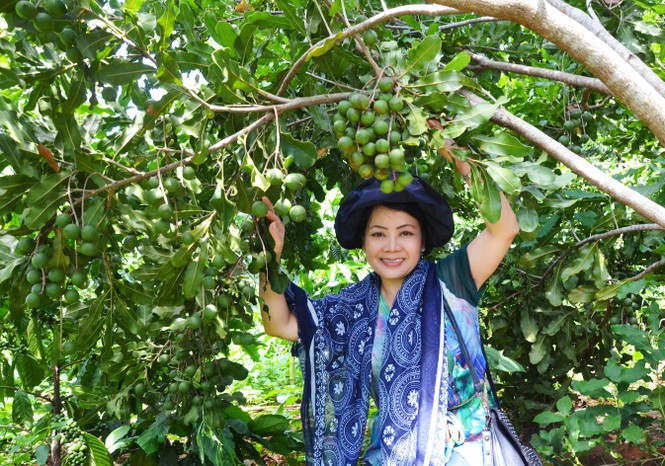 Khóc cười mùa mắc ca chín - ảnh 1
