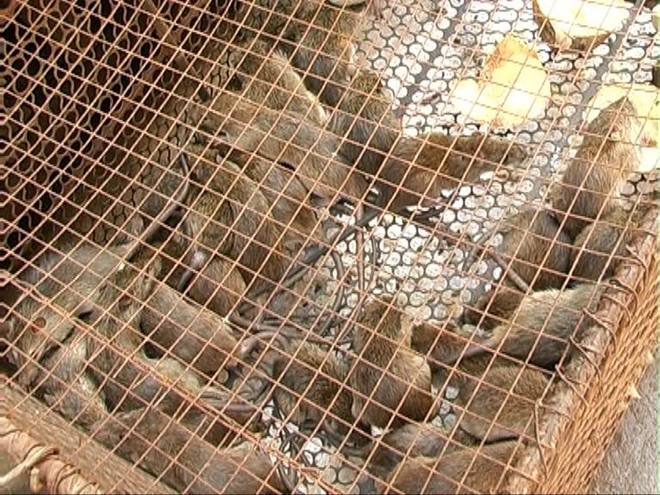 Săn chuột Đồng Tháp Mười - ảnh 2