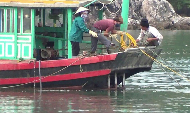 Thập diện mai phục vịnh Hạ Long - Kỳ cuối: Khai thác kiểu tận diệt - ảnh 3