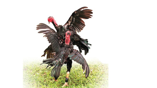 Cựa gà ngàn năm không mỏi - ảnh 2
