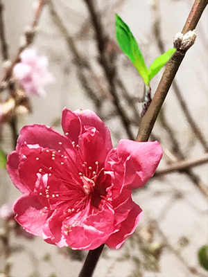 Vua đào Nhật Tân trên cao nguyên - ảnh 1