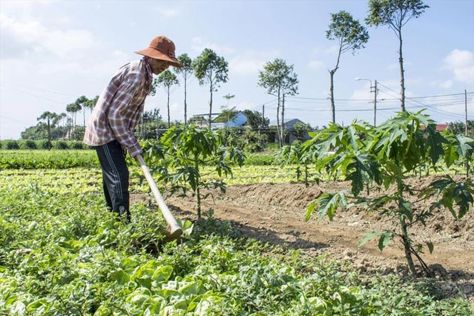 Đau với rau 1.000 đồng: Dân dùng cho bò ăn, bón phân - ảnh 2