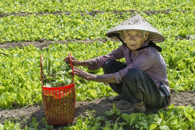 Đau với rau 1.000 đồng: Dân dùng cho bò ăn, bón phân - ảnh 1