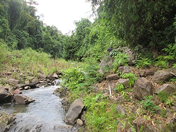 Ông Rôm người rừng - ảnh 1