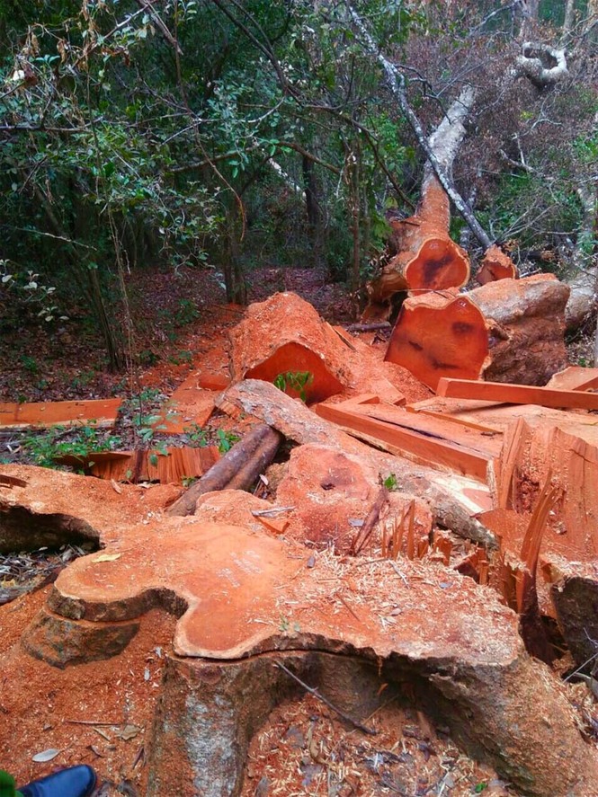 Tin mới vụ phá rừng, lấy gỗ quý trong vườn quốc gia Yok Đôn - ảnh 2