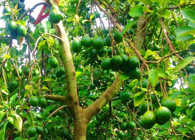 Độc đáo lễ hội “Mùa Bơ chín” - ảnh 1
