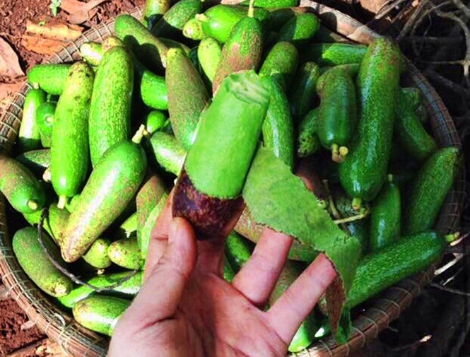 Độc đáo lễ hội “Mùa Bơ chín” - ảnh 4