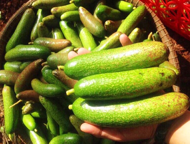 Độc đáo lễ hội “Mùa Bơ chín” - ảnh 6