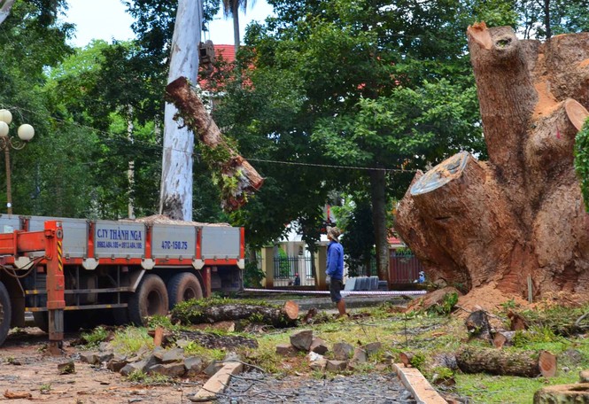 Cặp đôi Long não di sản tuyệt đẹp đã chia lìa - ảnh 2