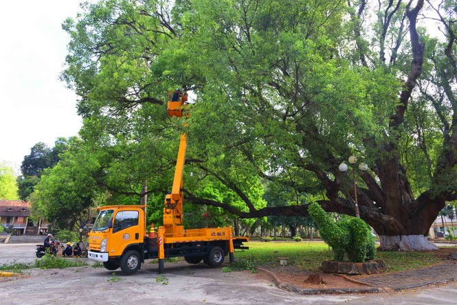 Cặp đôi Long não di sản tuyệt đẹp đã chia lìa - ảnh 5