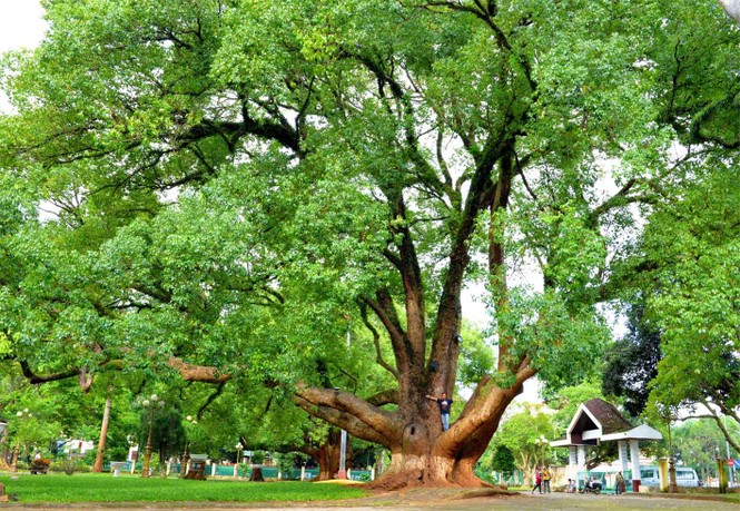 Cặp đôi Long não di sản tuyệt đẹp đã chia lìa - ảnh 3