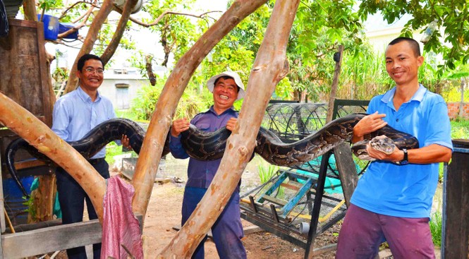 Cặp trăn cưng khổng lồ ở Ayunpa - ảnh 1