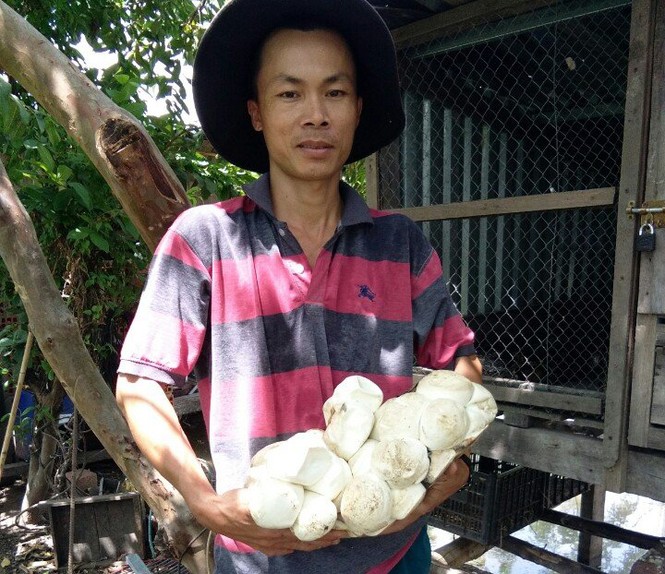 Cặp trăn cưng khổng lồ ở Ayunpa - ảnh 2
