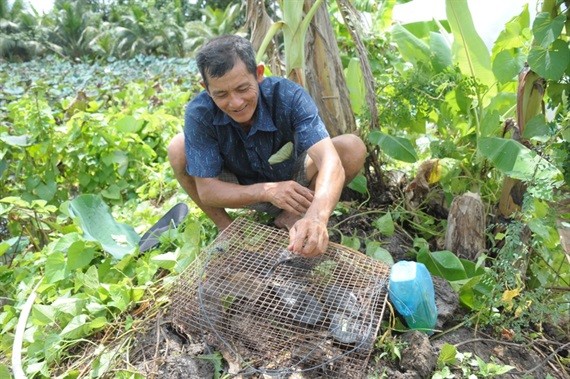 Ngoài ra nông dân còn dùng cách đốt lá cây khô trên bờ cao để chuột chạy vào hang để bắt số lượng nhiều