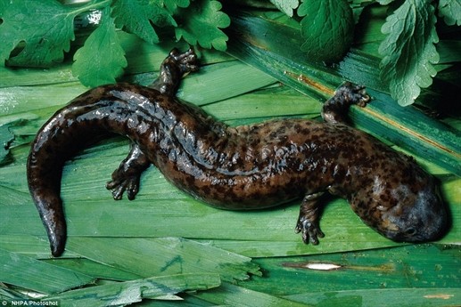 Những loài động vật xấu nhất hành tinh có thể tuyệt chủng - ảnh 9