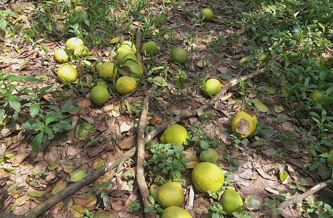 Bưởi rụng trắng gốc, giá bán bằng... cọng hành - ảnh 2