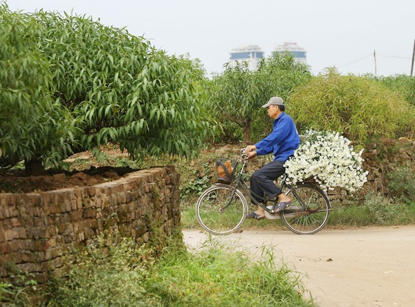 Hoa được trồng nhiều ở làng hoa Quảng Bá, Nhật Tân (Hà Nội)