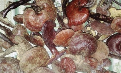 Hai nhóm bệnh nhân này mắc nhiều dạng ung thư khác nhau: ung thư gan, ung thư phổi, ung thư vú, ung thư buồng trứng… Kết quả thực nghiệm lâm sàng cho thấy, nấm lim xanh Tiên Phước giúp kiềm chế đáng kể sự tiến triển của bệnh ung thư