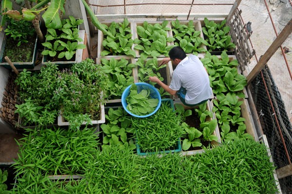 Vườn rau được chăm xanh mướt. Ở đảo chìm rau là