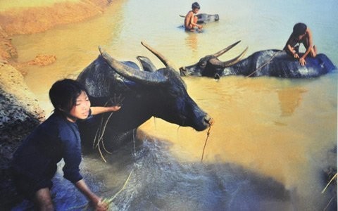 Thiếu nhi thôn Phú Mẫn, xã Hàm Sơn, huyện Yên Phong, Hà Bắc (nay là Bắc Ninh) lập ra Hợp tác xã Măng non nhận nuôi trâu bò béo khỏe. Việc làm đầy ý nghĩa này của các em đã được Bác Hồ gửi thư khen ngợi, tháng 5 năm 1969