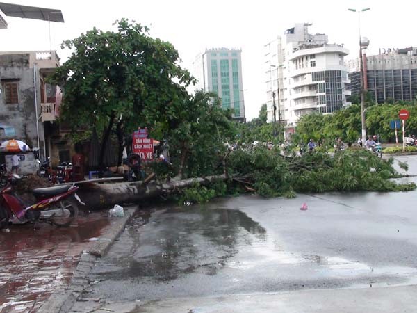 Cây bật gốc trên đầu phố Kim Liên Mới