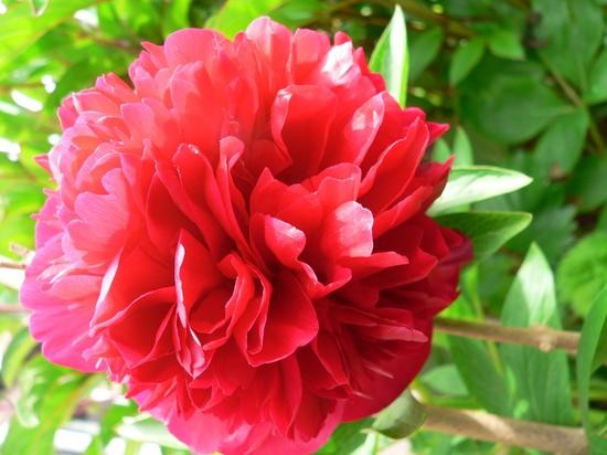 Nghiên cứu ban đầu cho thấy sự kết hợp bốn loại thảo dược truyền thống có lợi ích trong điều trị ung thư là hoa mẫu đơn, táo tàu, cam thảo và hoàng cầm. Các thử nghiệm trên động vật có khối u cho thấy việc kết hợp thảo mộc với các loại thuốc hóa trị giúp phục hồi các tế bào đường ruột nhanh hơn việc chỉ sử dụng hóa trị. Các thảo mộc này cũng tăng cường điều trị ung thư đại tràng