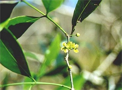 Cây chóc máu: Cây chóc máu có tên khoa học là Salacia chinensis có giá trị về mặt y học. Đây là loại dây leo cao 1-2 m, cành nhỏ có cạnh, mặt dưới lá màu lục nâu; quả mọng, hình quả lê, chóp quả màu đỏ
