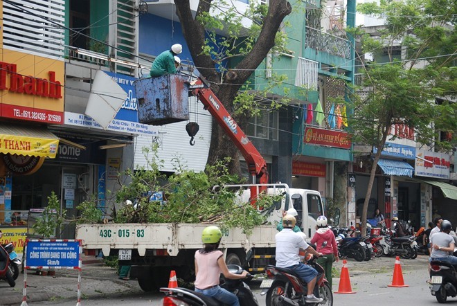 Công nhân công ty Cây xanh tỉa bớt cành những cây cổ thụ để hạn chế nguy hiểm khi gió đổ bộ