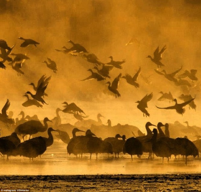 Chim bay đi mất trong các vùng đất ngập nước ướt át của Bosque del Apache Wildlife Refuge (New Mexico, Hoa Kỳ)