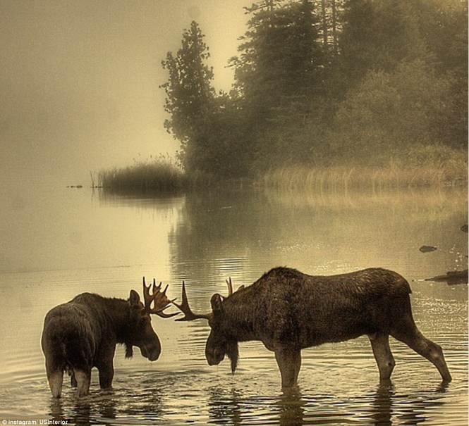 Ảnh chụp những con bò đực vào buổi sáng sớm ở Vườn Quốc gia Isle Royale