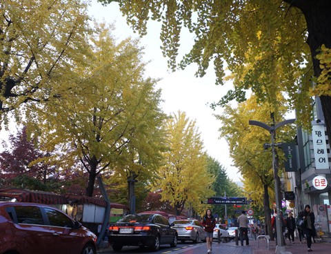 Thu vàng rực rỡ trên đường phố Seoul