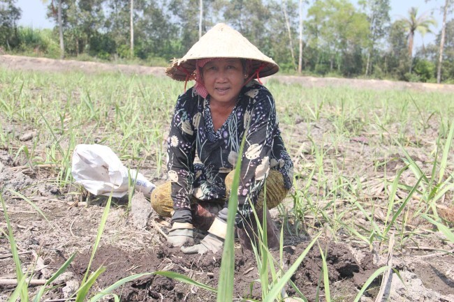 Người trồng mía ở Long An xin đi tù vì bại sản - ảnh 1