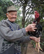 Kỳ công chuyện săn gà tiến vua ăn Tết - ảnh 1
