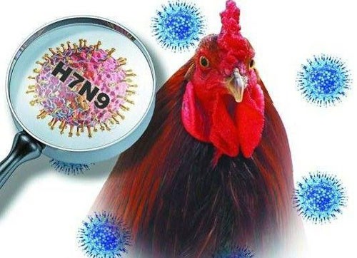 Cúm A/H7N9 nguy hiểm đến mức nào? - ảnh 1