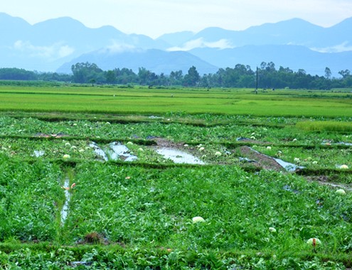 Giá dưa hấu miền Trung tăng vọt - ảnh 1