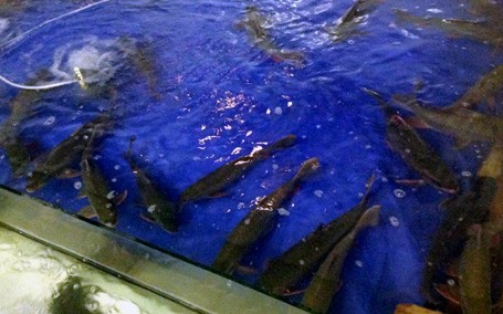 Thực hư chuyện làm thịt 'cá thần' ở Hà Nội - ảnh 1