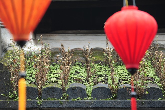 Những ngôi nhà mái rêu ở Hội An - ảnh 4