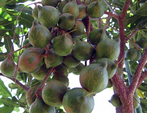 Thu hàng trăm triệu từ cây ‘tỷ đô’ - ảnh 1